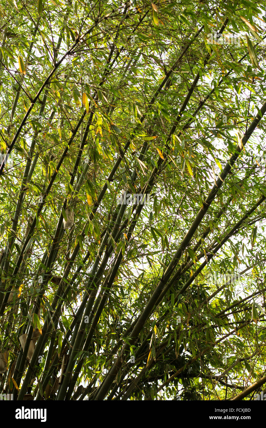 Textured image of dendrocalamus bamboo swaying in the wind, with sunlight shining through. Stock Photo
