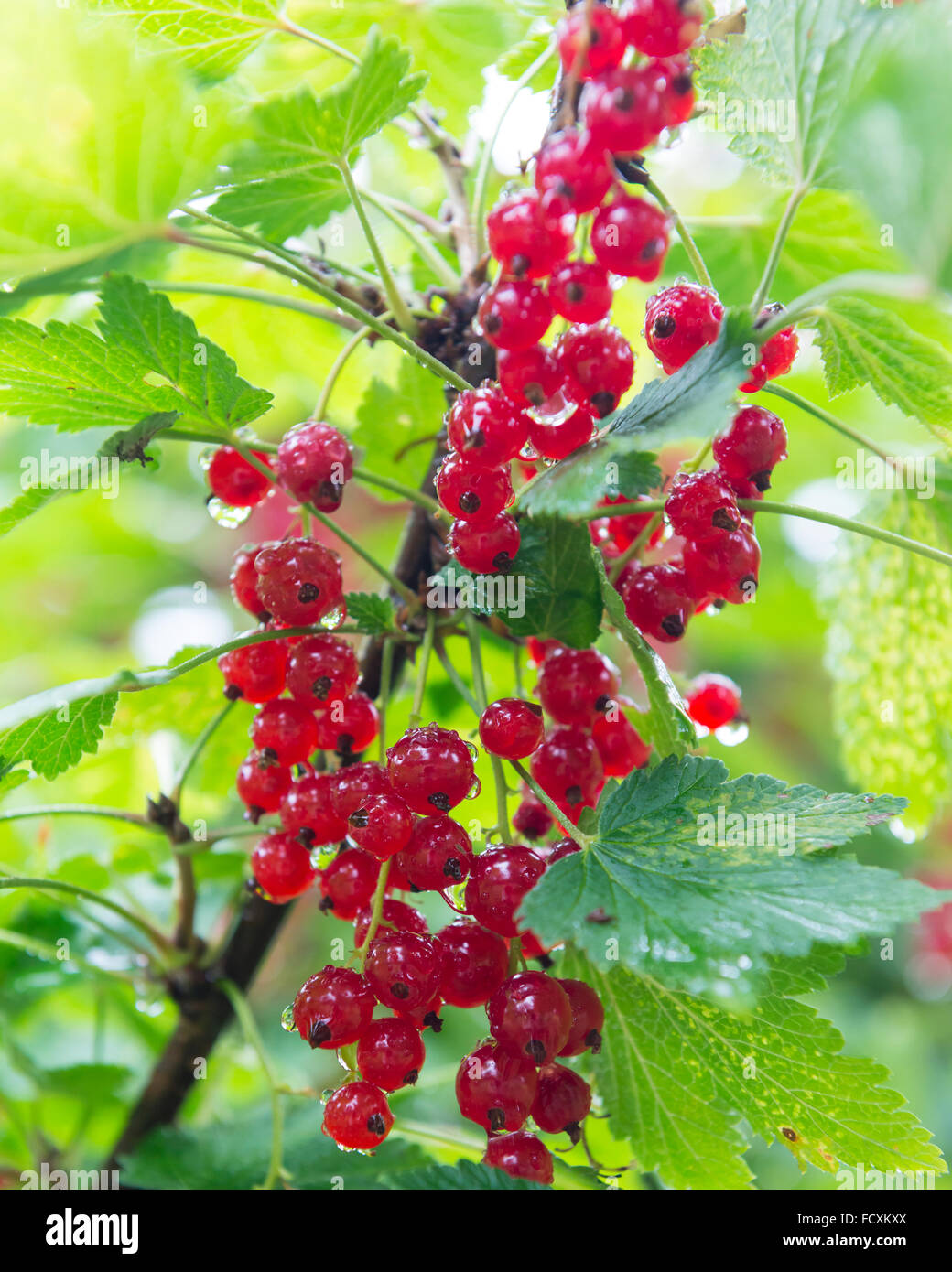 Redcurrants Stock Photo