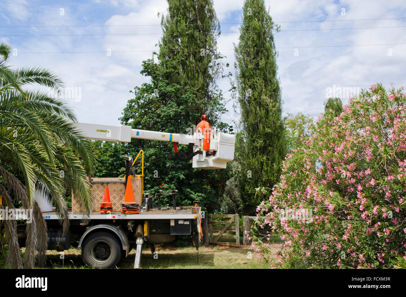 Worker with chain saw in a cherry picker about to prune pine trees that are too close to power lines. Stock Photo