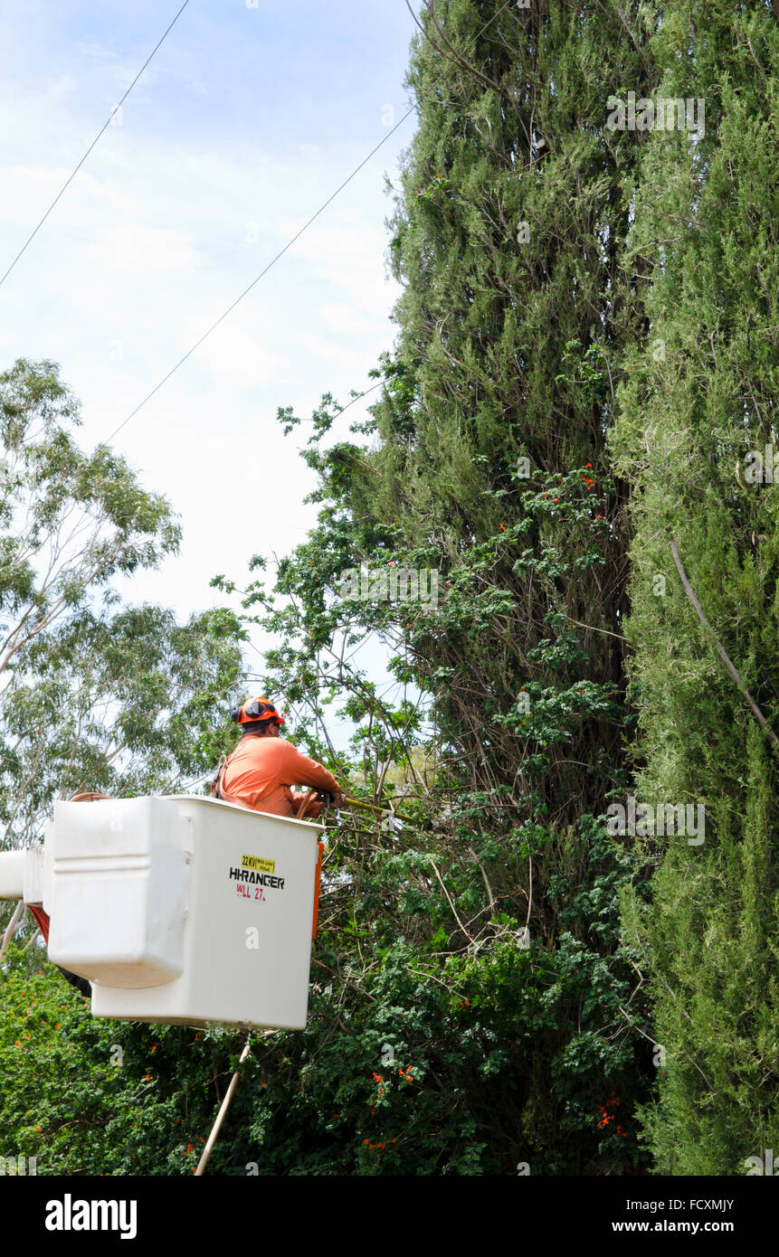 Man in Cherry Picker pruning trees away from power lines Stock Photo