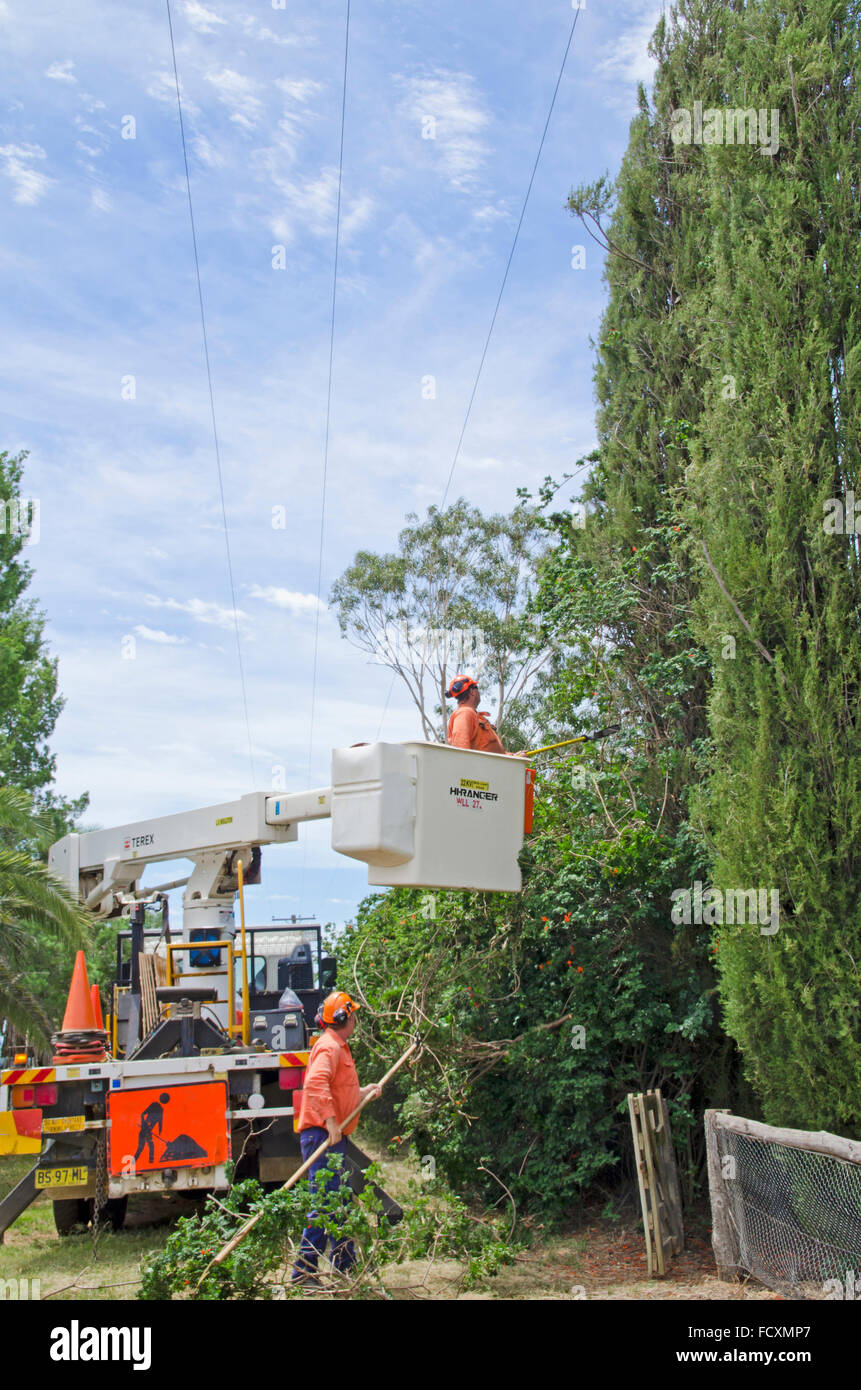 Two men working to prune trees near power lines Stock Photo Alamy