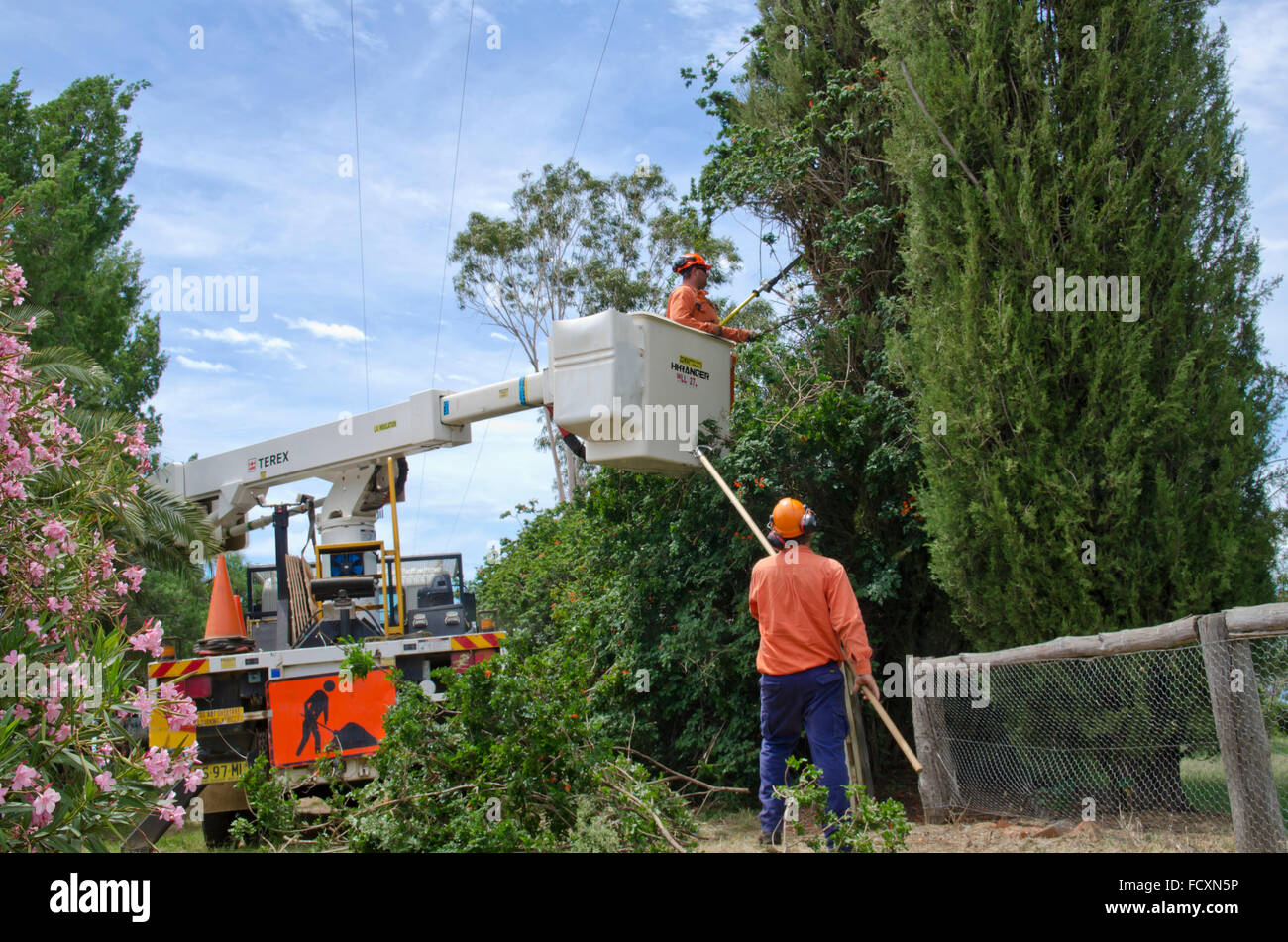 Two men working to prune trees near power lines Stock Photo Alamy