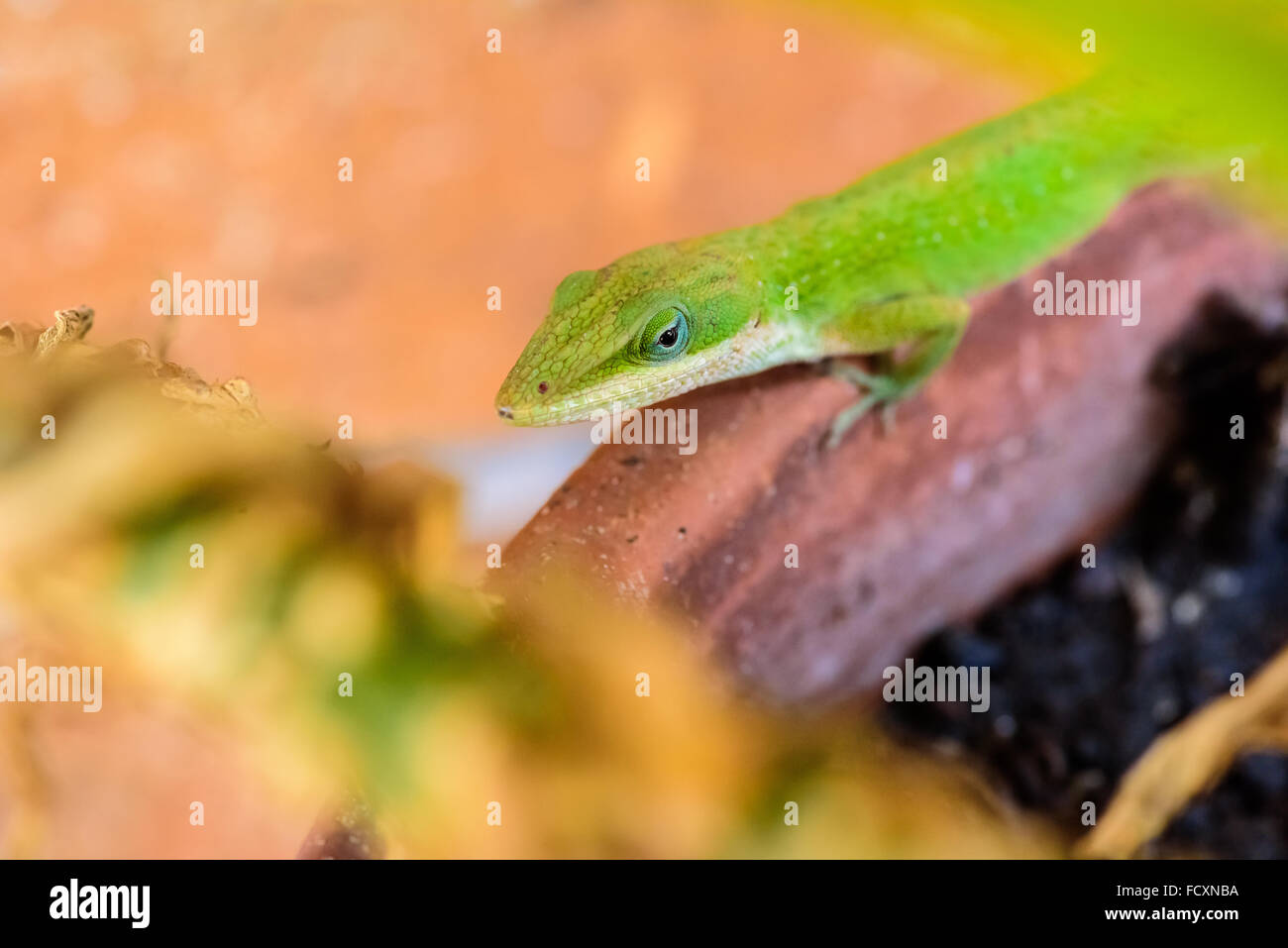 Close up of a Carolina anole, lizard. Stock Photo