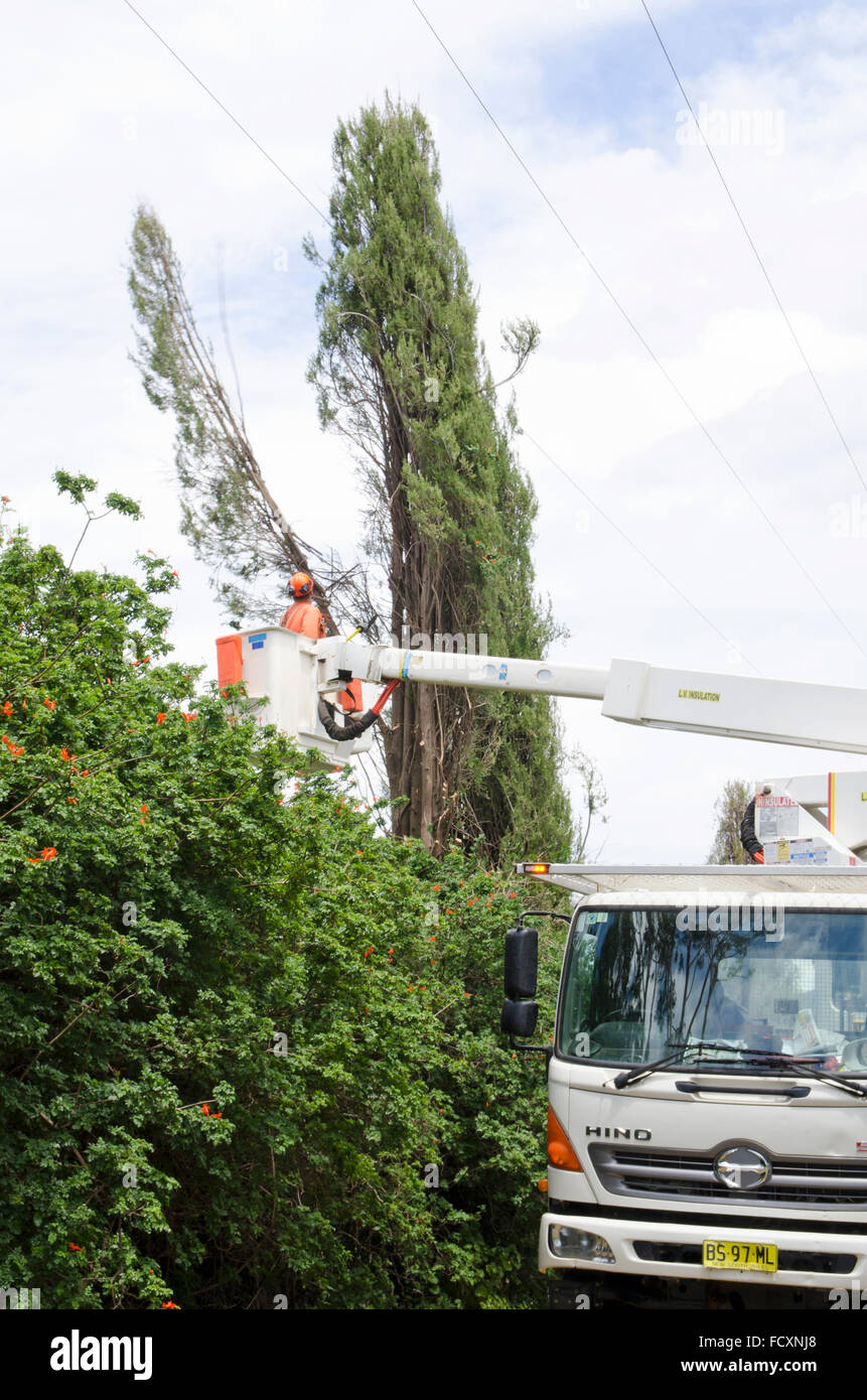 Cutting a pine tree away from power lines Stock Photo