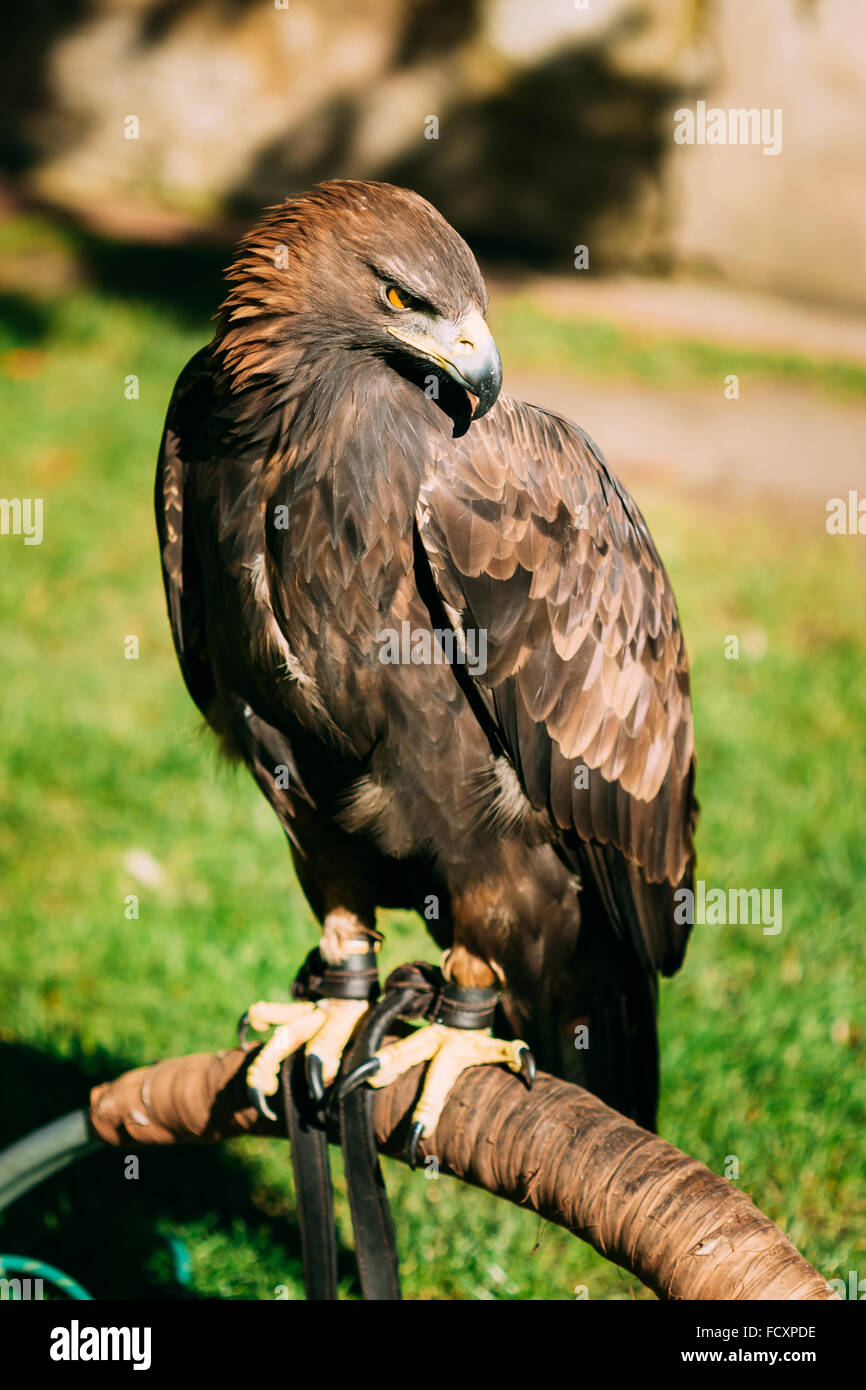 Sitting Golden Eagle Haliaeetus albicilla. Wild bird. Stock Photo