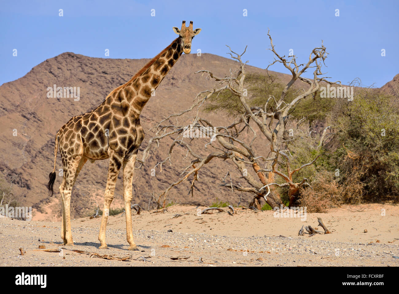 Desert adapted giraffe, Giraffa camelopardalis angolensis, Namib desert, Hoanib River, Kaokoland, Kaokoveld, Kunene Province Stock Photo