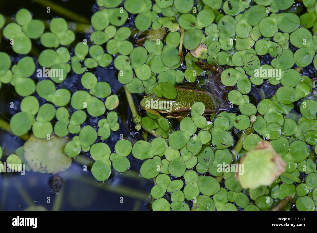frog in water with algae Stock Photo Alamy