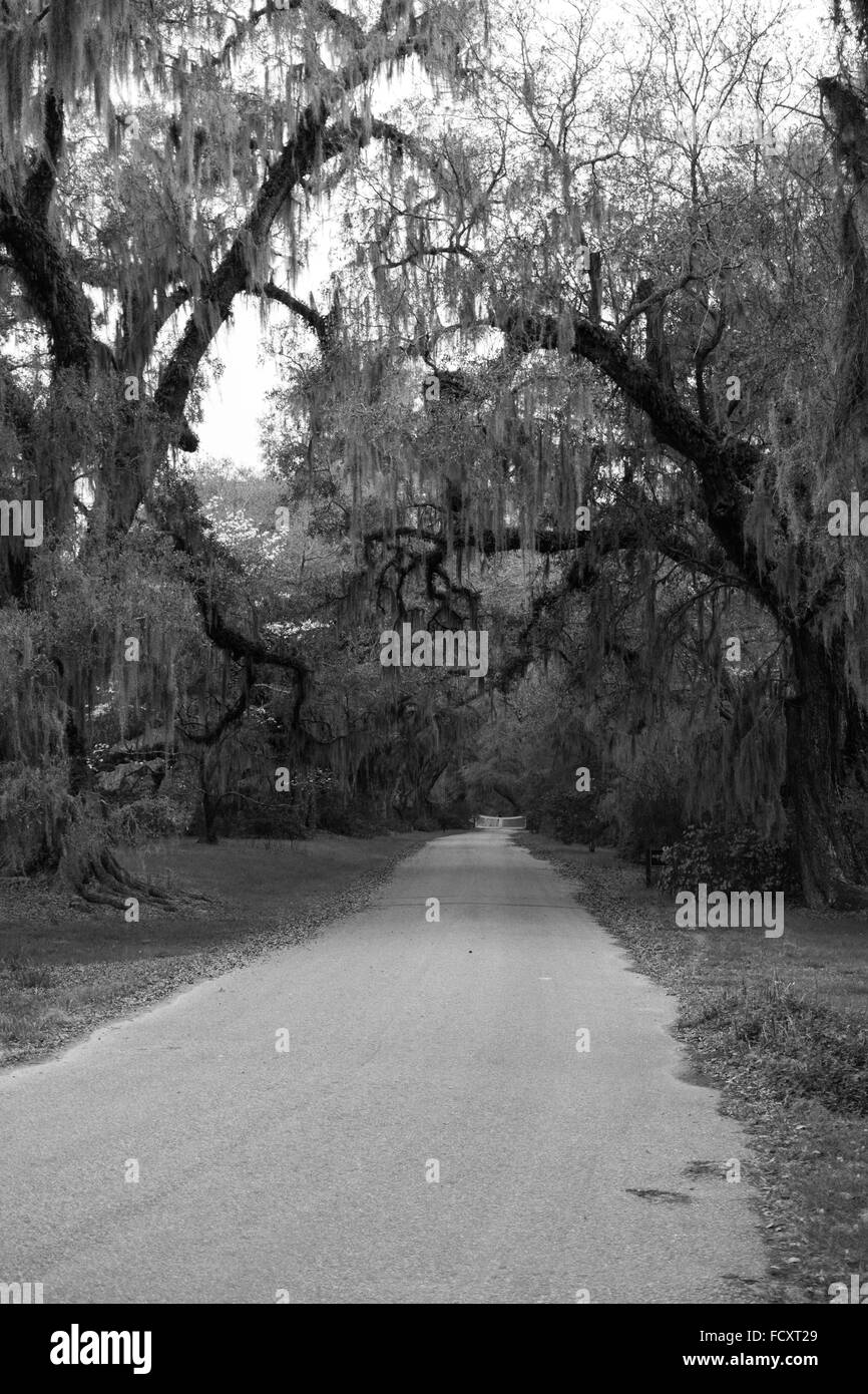 Empty Plantation Road in South Carolina Stock Photo