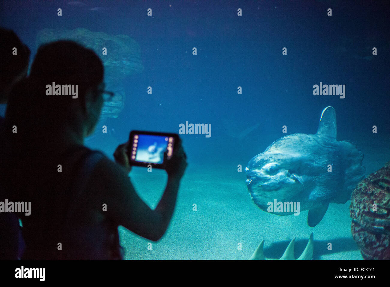 Tourist and mola mola fish,Underwater tunnel of 38 meters in oceans area,Oceanografic by Félix Candela,in City of Arts and Scien Stock Photo