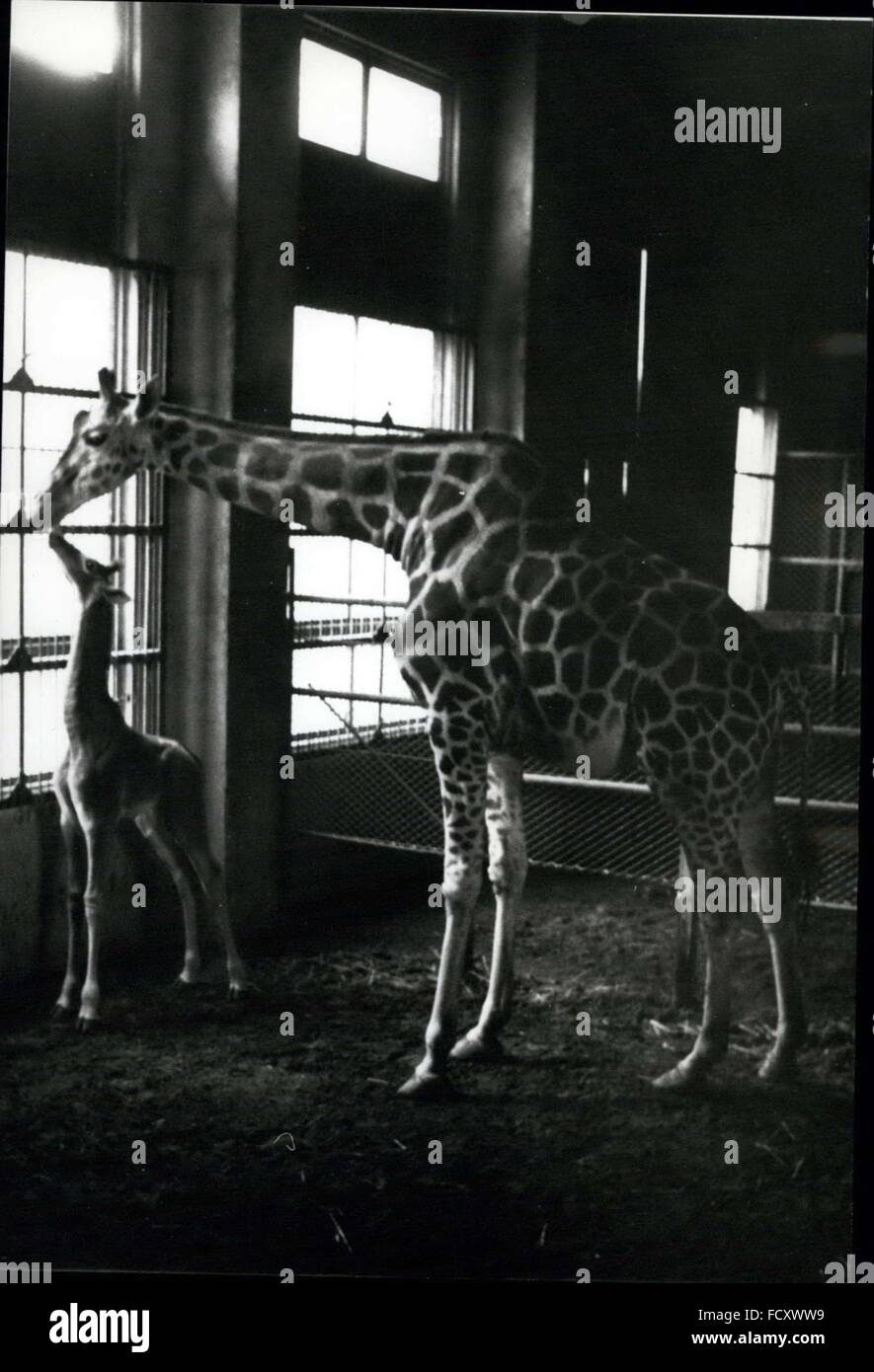 1962 - Spotless Giraffe born in Tokyo.: A spotless baby giraffe has been born at Ueno Zoo in Tokyo. THe rare little animal has none of the usual markings of the father or mother, and no signs that it will develop them later. Photo shows the spotless baby giraffe with its mother. © Keystone Pictures USA/ZUMAPRESS.com/Alamy Live News Stock Photo