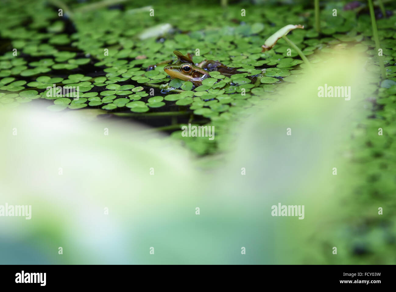 frog in water with algae Stock Photo Alamy