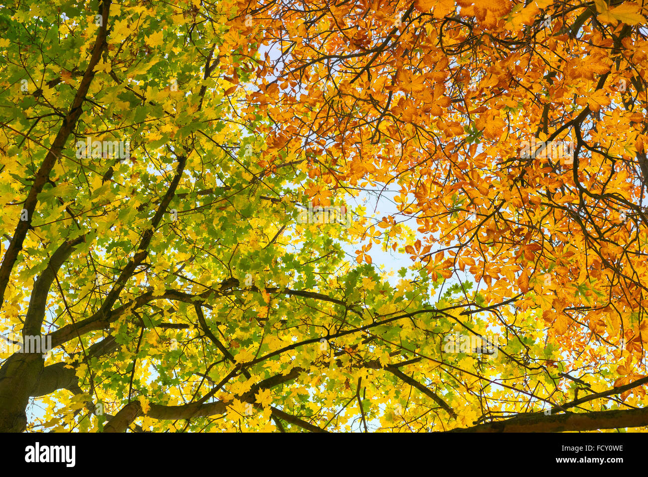 Hanging branches of golden autumn leaves contrasted against the blue sky, horse chestnut and Norway Maple Stock Photo