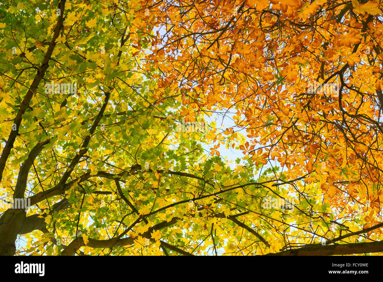 Hanging branches of golden autumn leaves contrasted against the blue ...