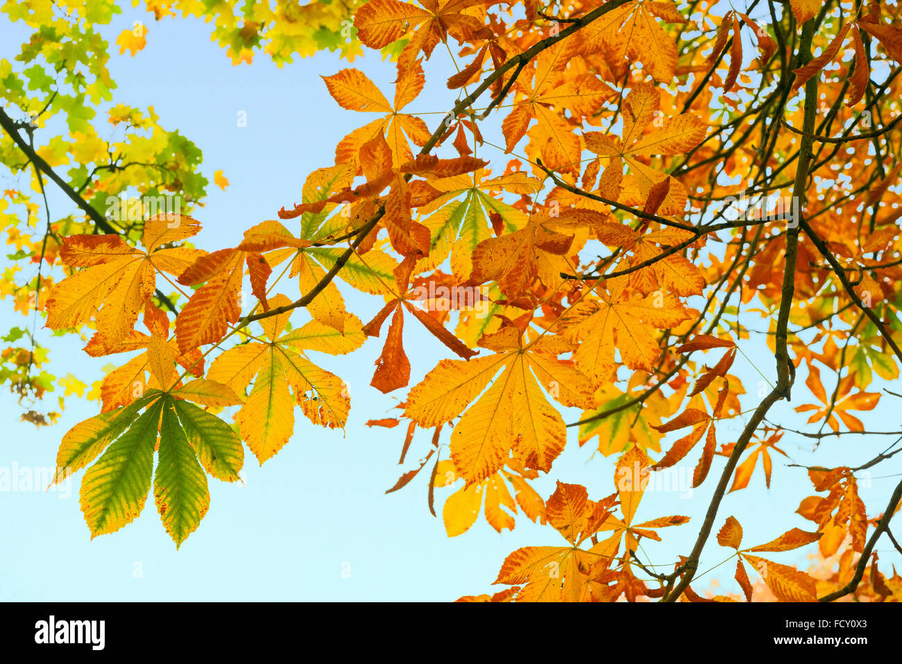 Hanging branches of golden autumn leaves contrasted against the blue sky, horse chestnut and Norway Maple Stock Photo