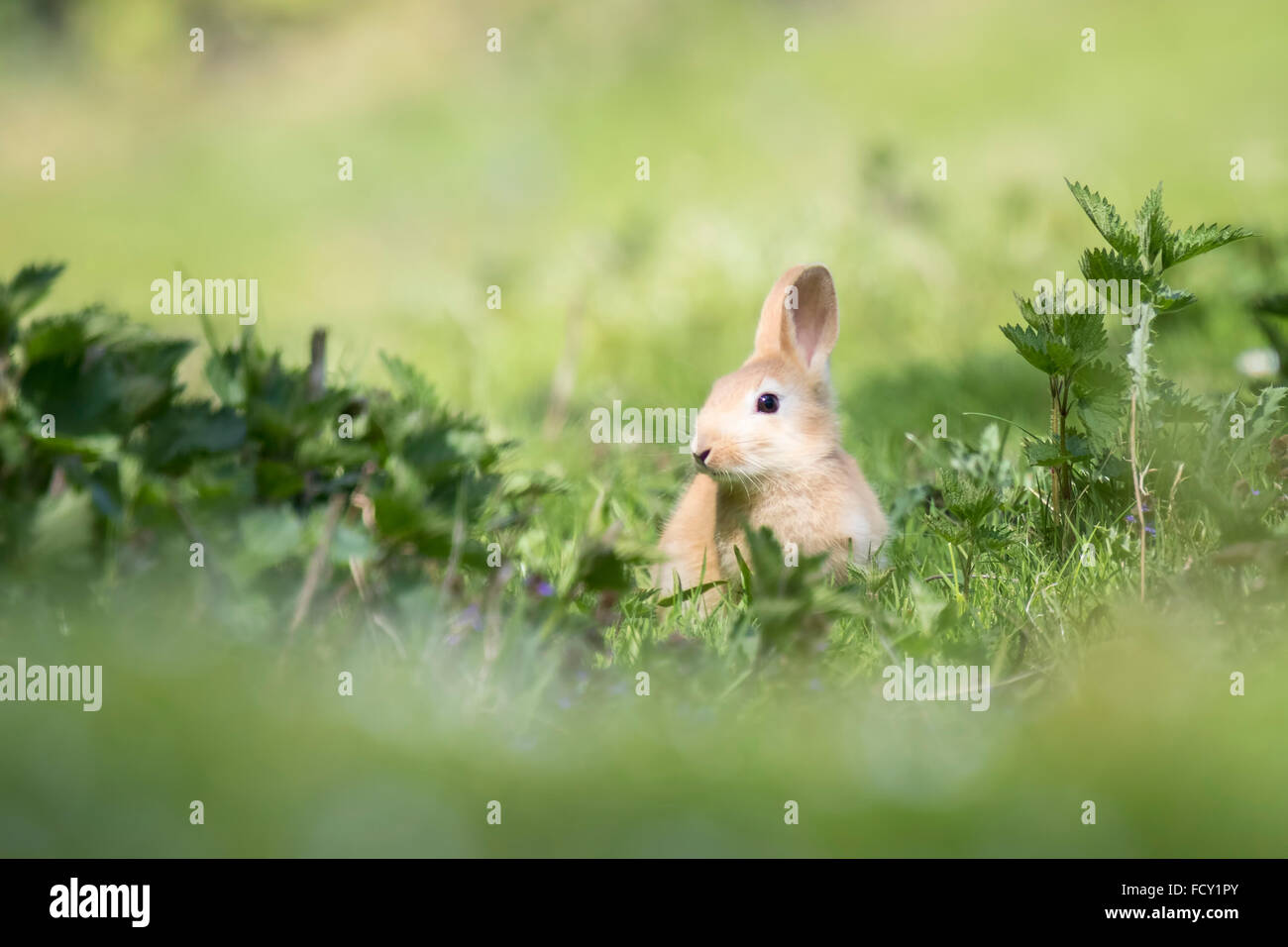 Wild rabbit on the watch hiding in grass Stock Photo