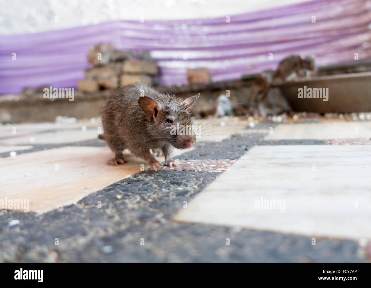 Rat taken at Karni Mata Rat Temple in India - Bikaner Stock Photo