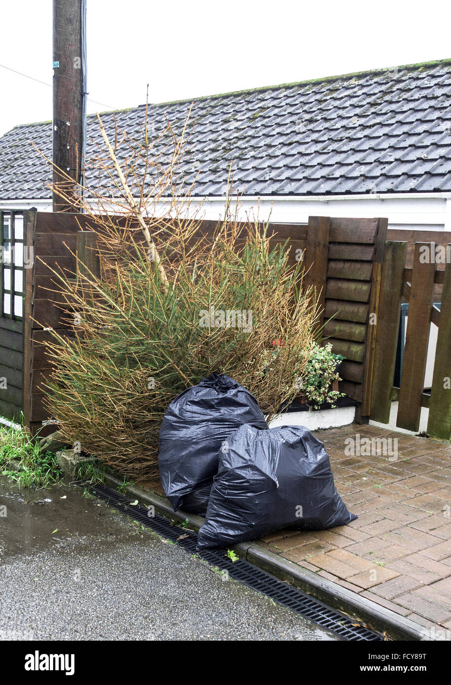 A Christmas tree left outside after Christmas for recycling by the