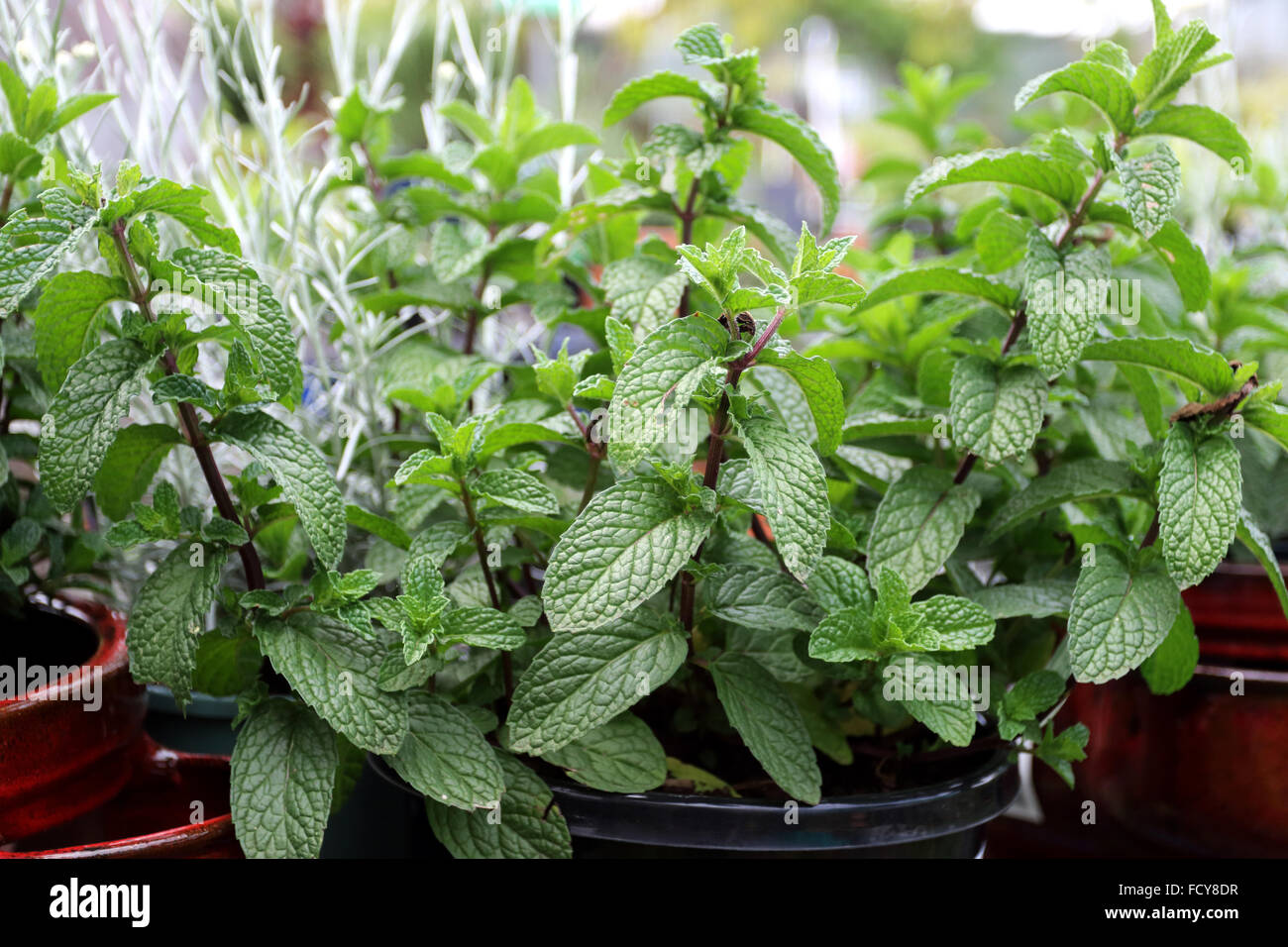 Close up of spearmint plant or known as Mentha spicata Stock Photo
