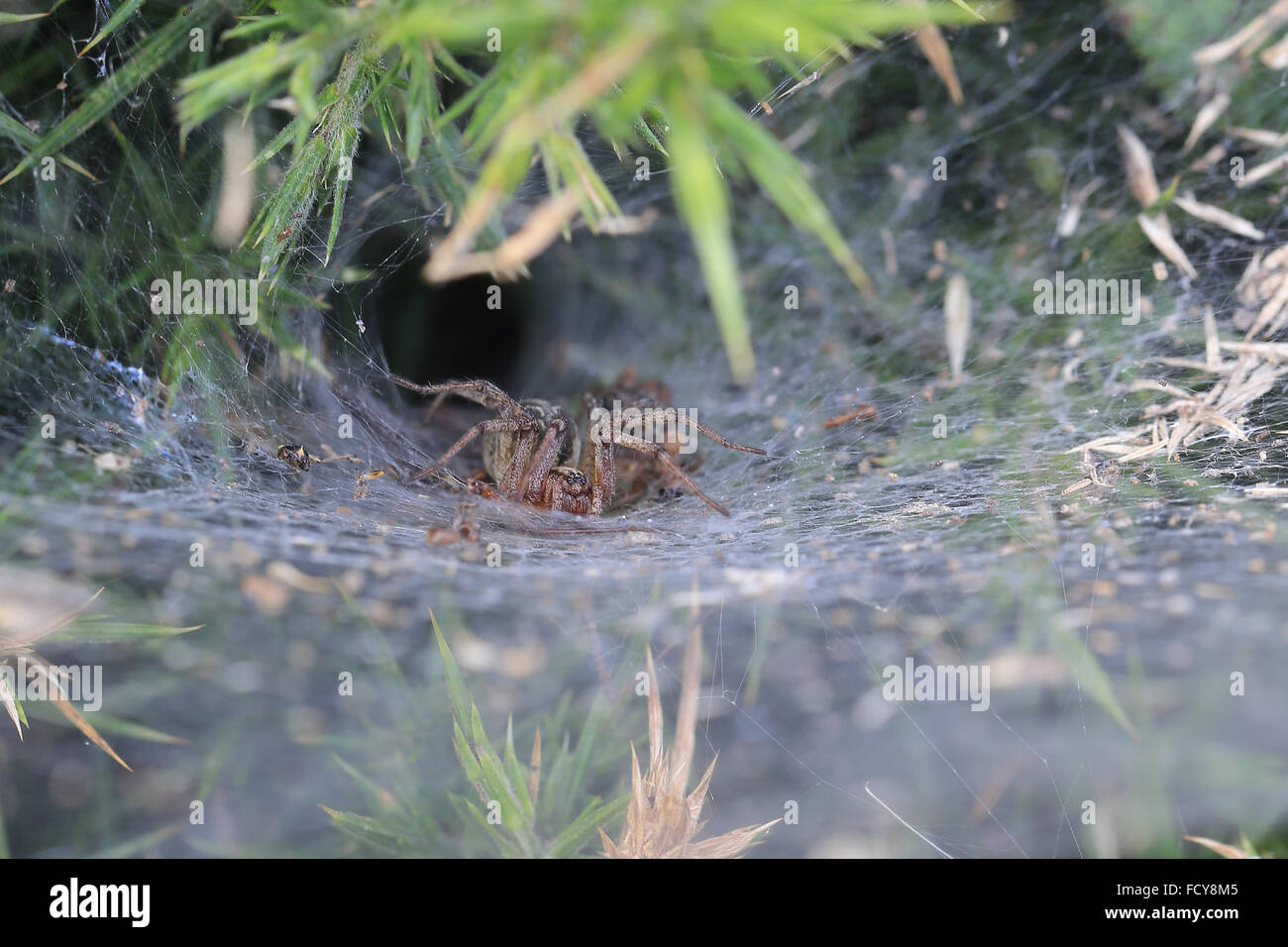 Funnelweb spider lying in wait, Cornwall, England, UK Stock Photo Alamy