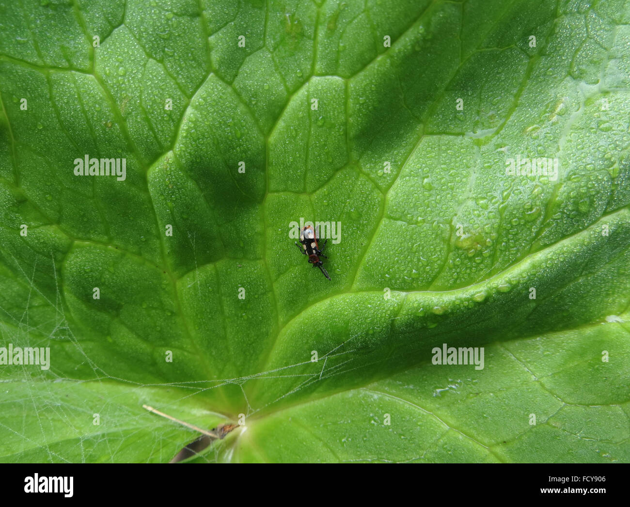 Dorsal view of asparagus beetle (Crioceris asparagi) on marsh marigold