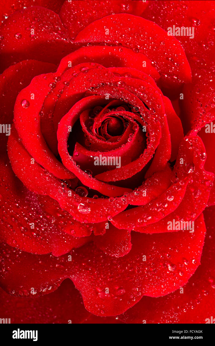 Red rose with water drops. Macro Stock Photo - Alamy