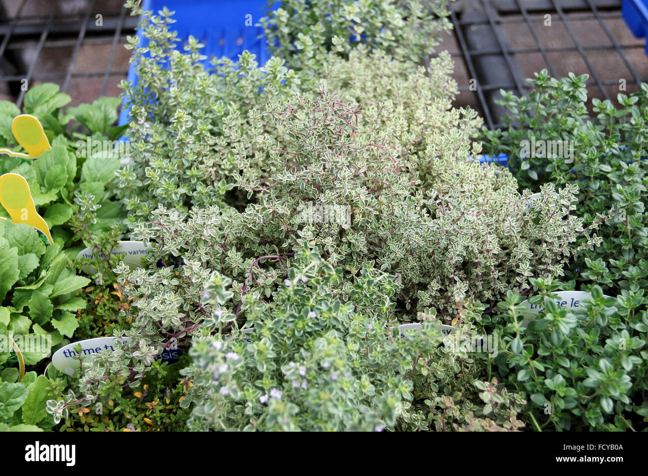 Thymus X citriodorus ‘Aureus’ or known as Thyme lemon variegated Stock