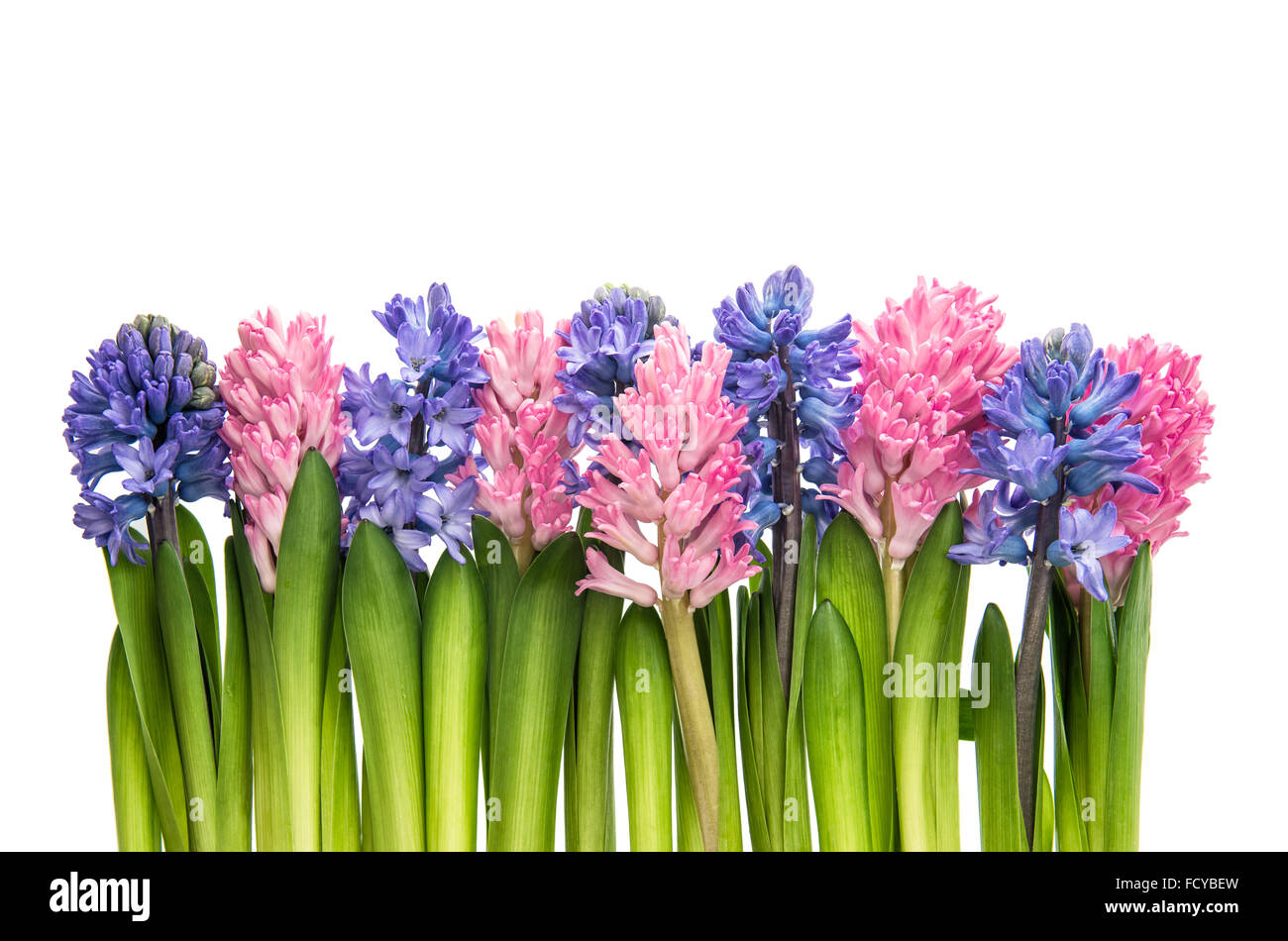 Hyacinth flowers on white background. Pink and blue blossoms Stock Photo