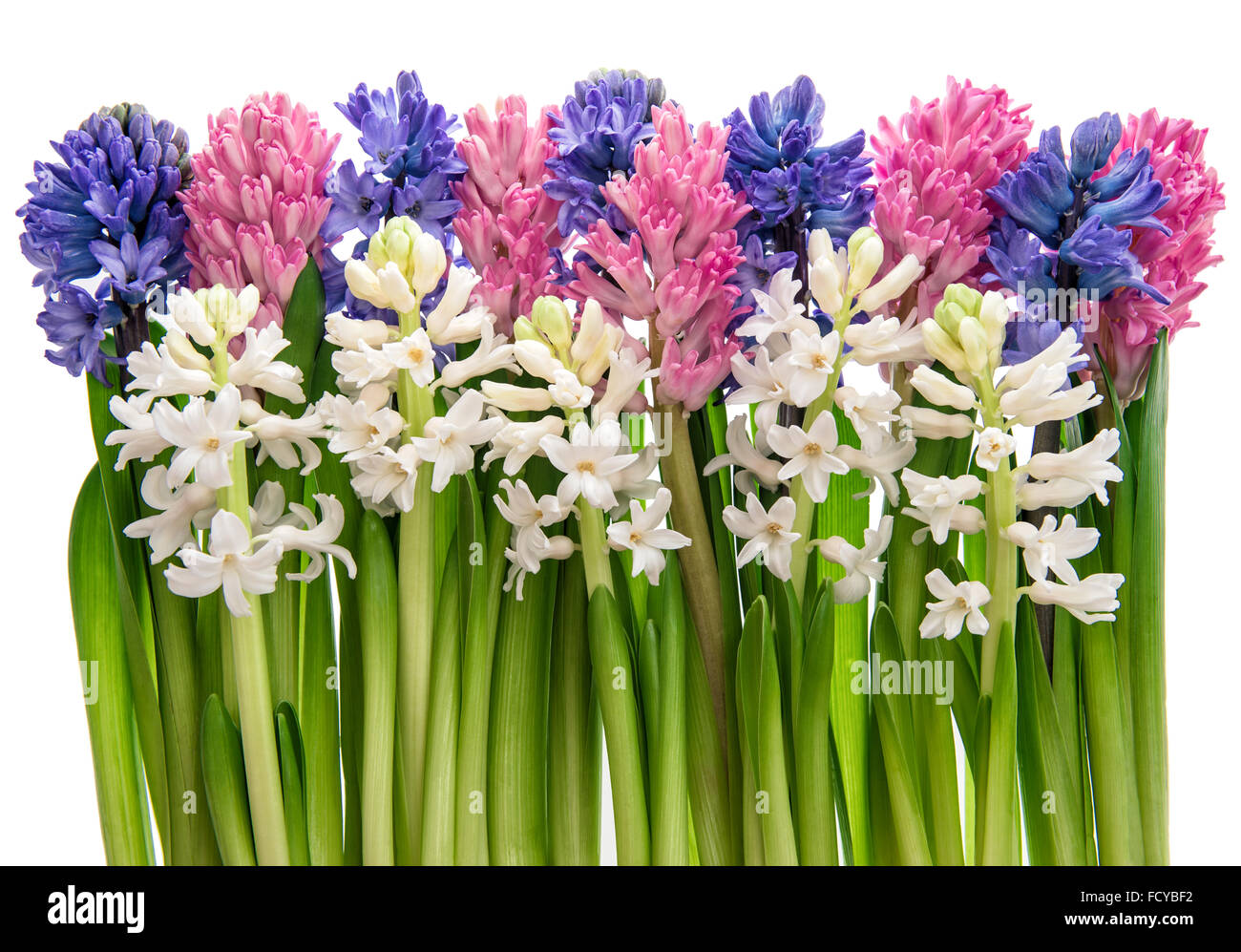 Fresh hyacinth flowers and leaves on white background. Pink, blue and white blossoms Stock Photo