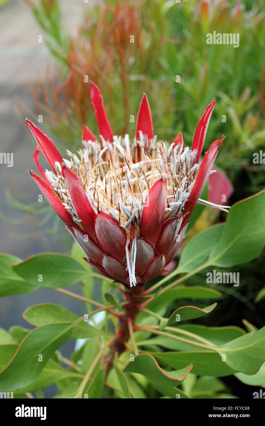 Protea cynaroides or known as King Protea or Little Prince Protea it is South Africa's national flower Stock Photo