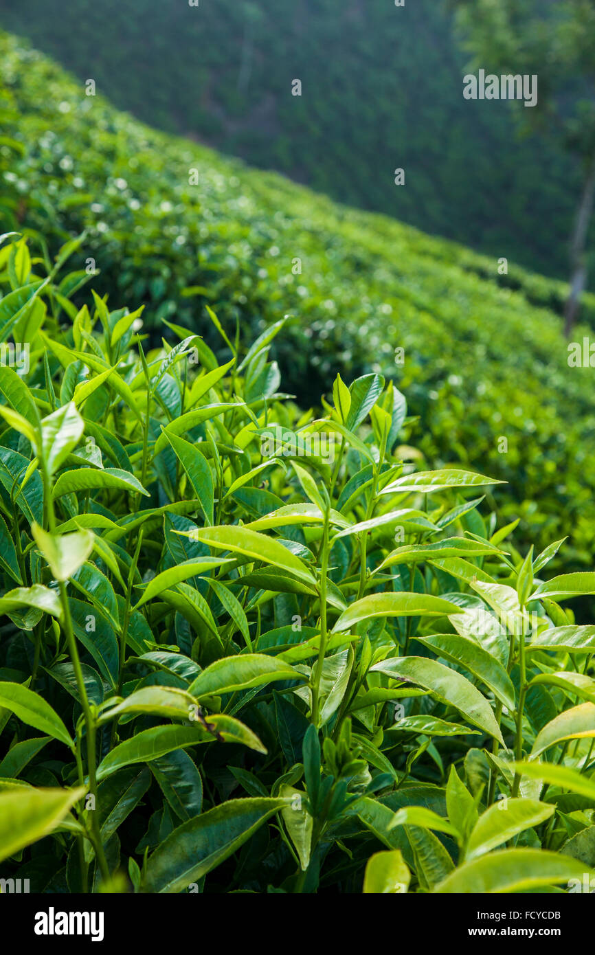 Green tea, Tea leaves, Tea estate, tea plantation, tea valley, fresh tea, close up of tea leaves, nature, valley view Stock Photo