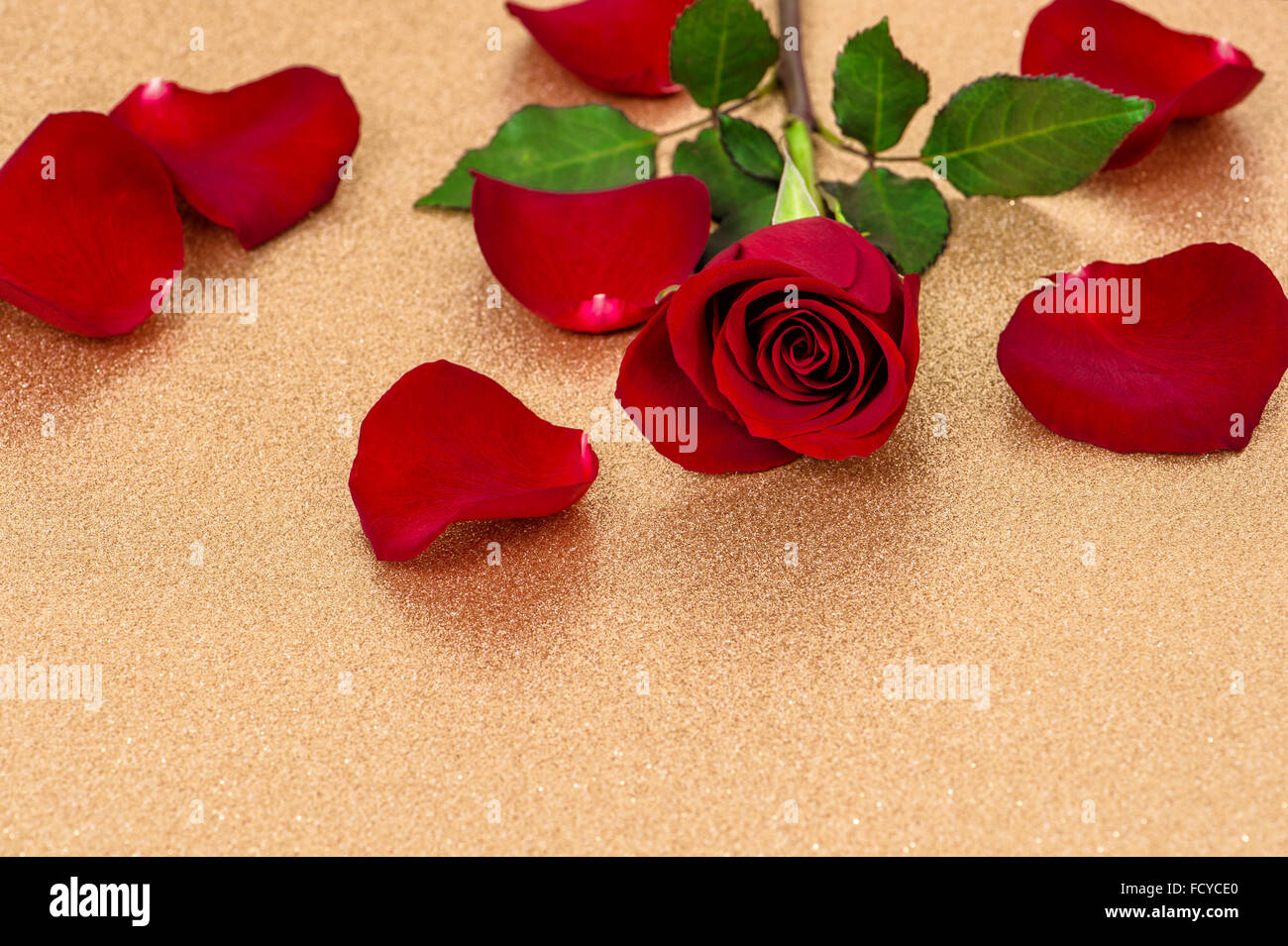 Red rose with petals on golden background Stock Photo