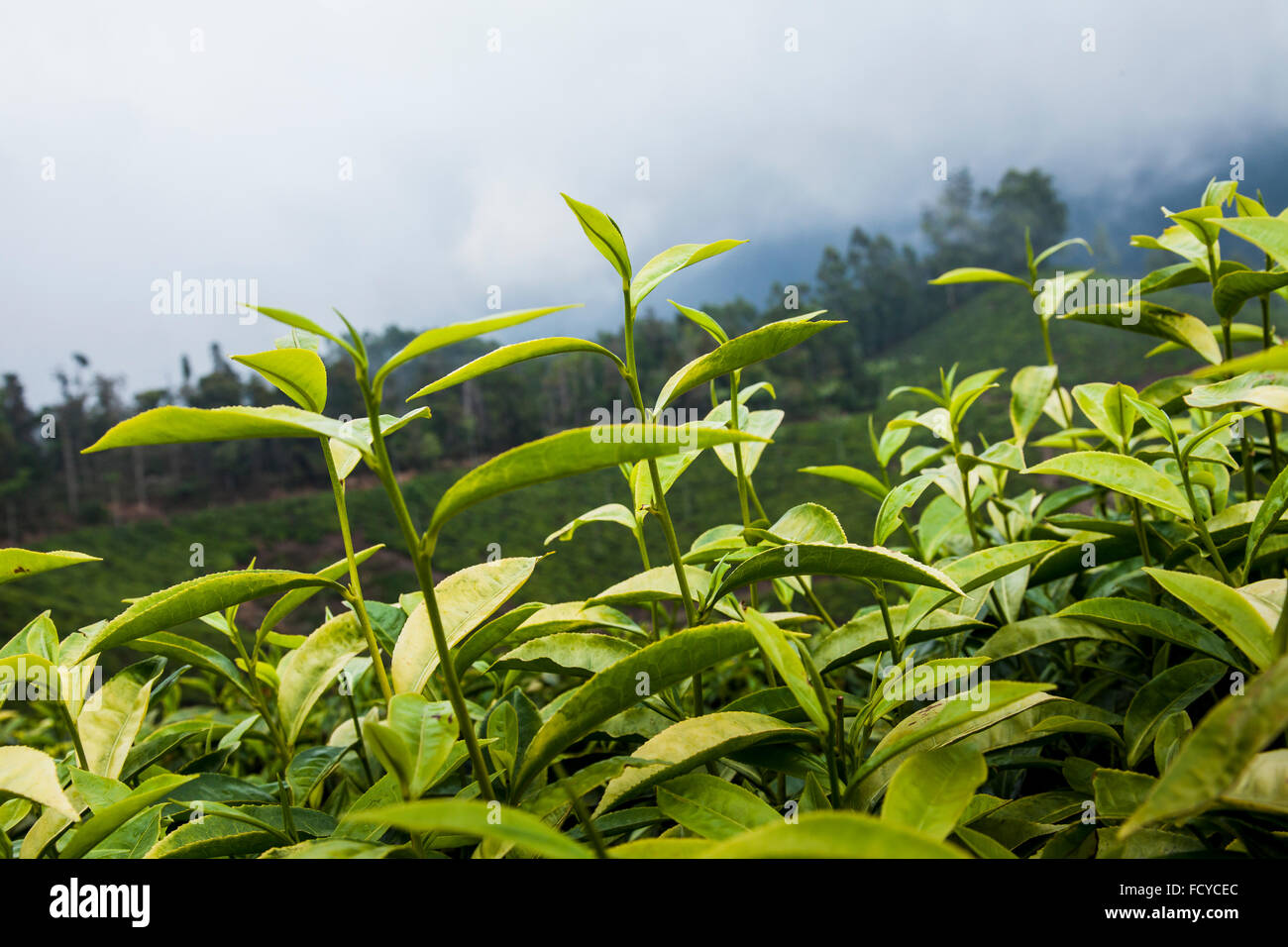 Green tea, Tea leaves, Tea estate, tea plantation, tea valley, fresh