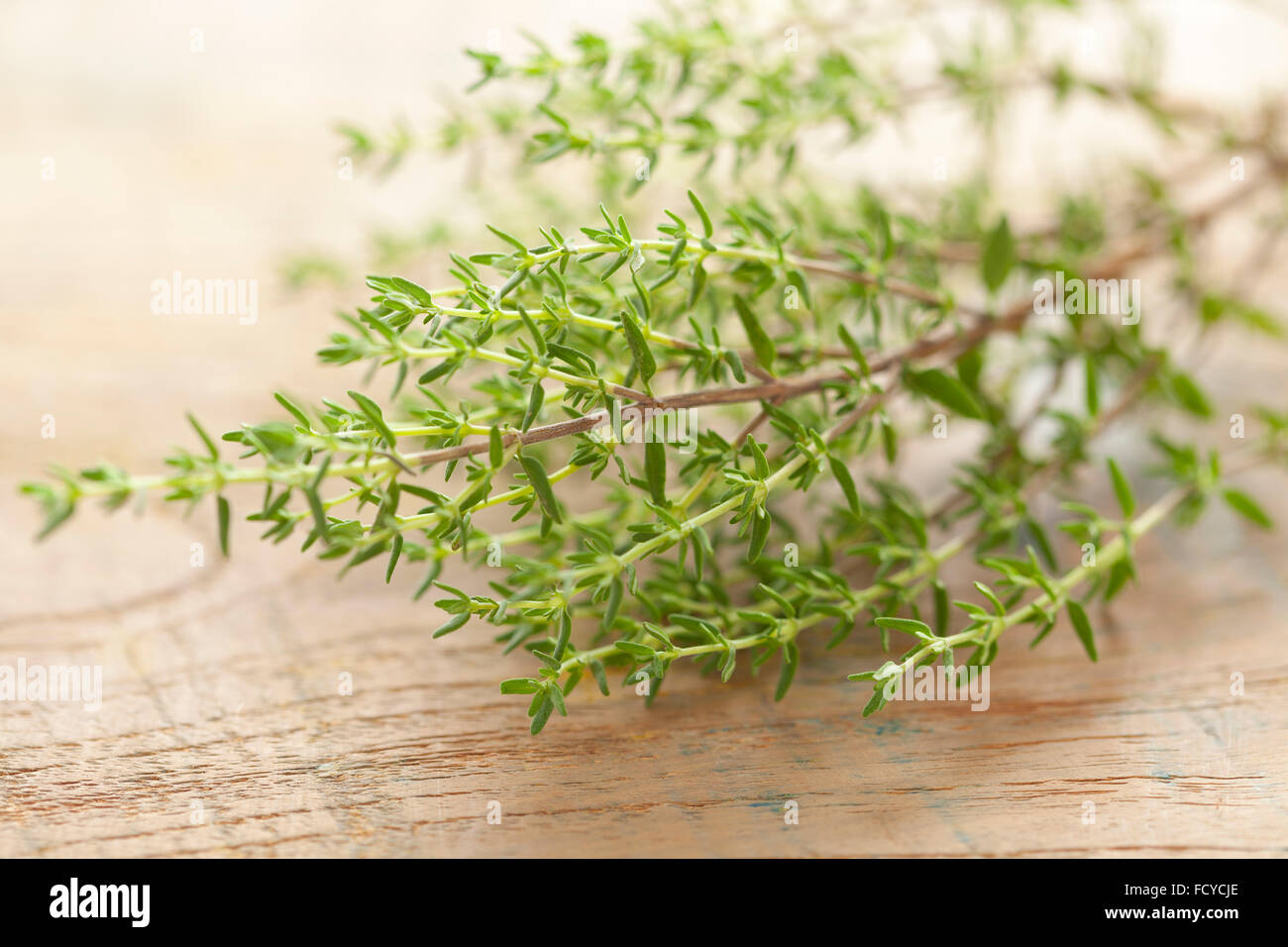 Fresh green thyme Stock Photo