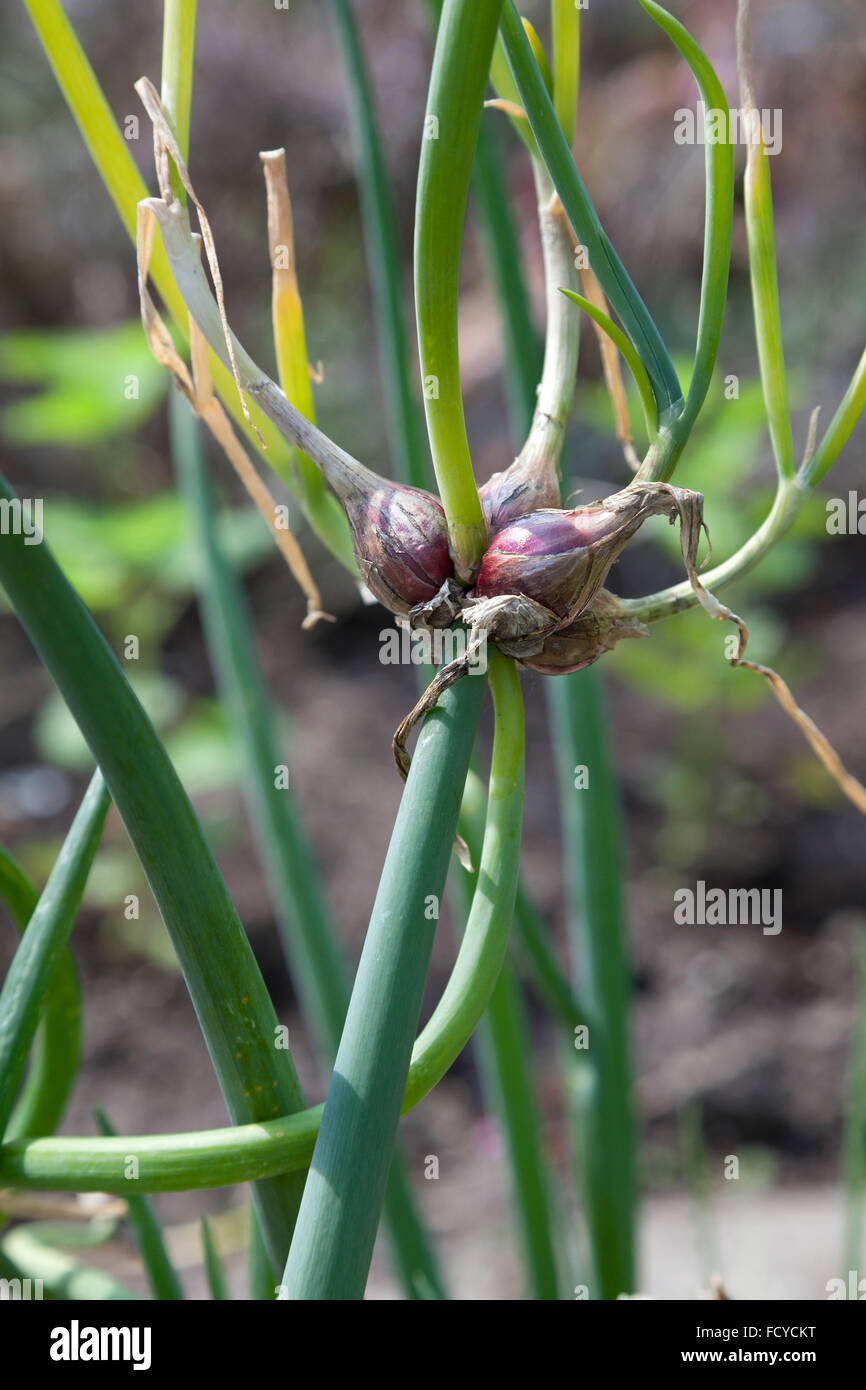 Egyptian onions on stalks Stock Photo