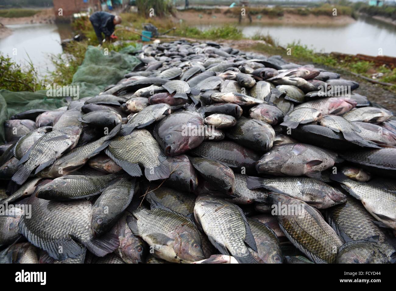 Рыбное хозяйство и аквакультура. Рыбы которых выращивают. Тайланд фермы рыбные. Морская рыбная ферма. Рыбоводные пруды.