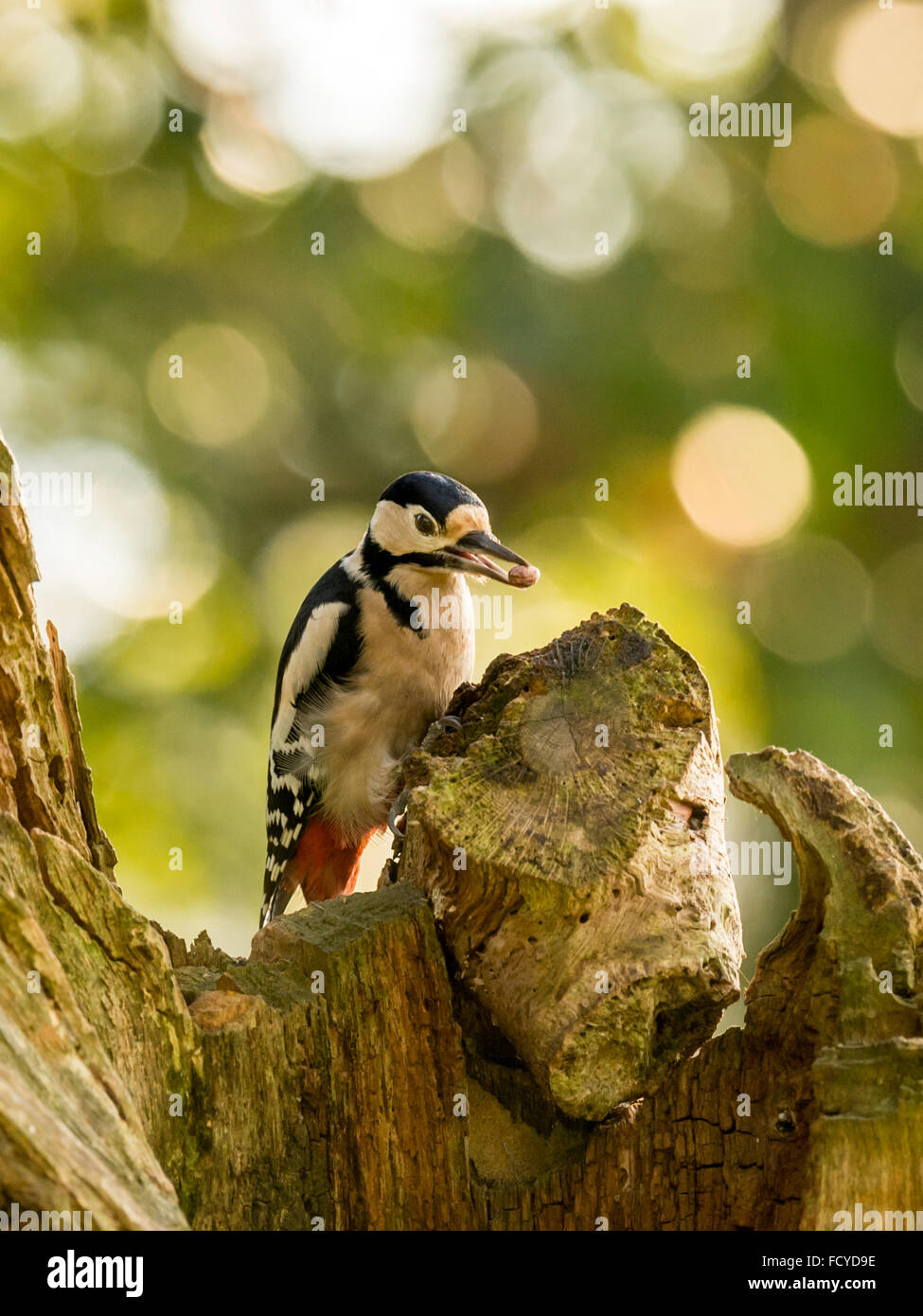 Single Great Spotted Woodpecker (Dendrocopos major) foraging in a natural woodland countryside setting. 'Presenting a peanut' Stock Photo