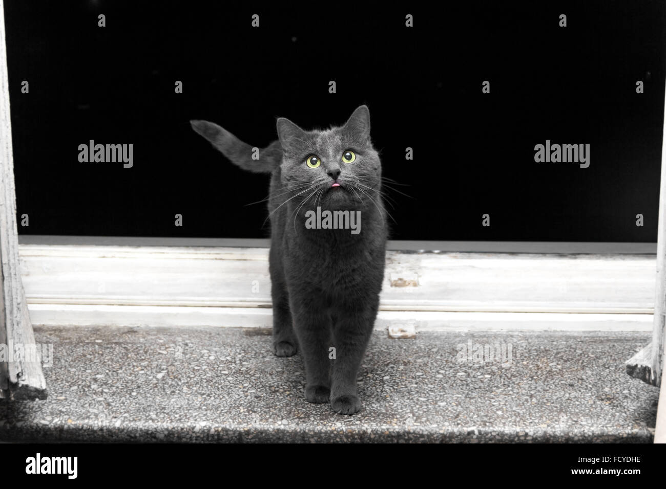 Gray surprised cat with pink tongue on window sill in evening Stock Photo