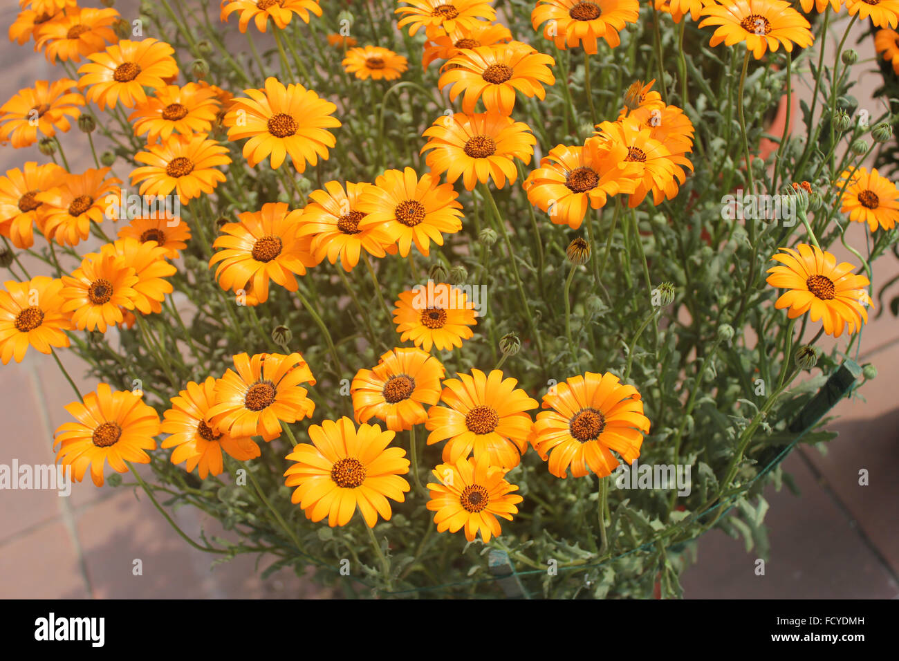 Dimorphotheca, sinuata, Glandular Cape Marigold, annual ornamental herb with orange radiate heads with dark center Stock Photo