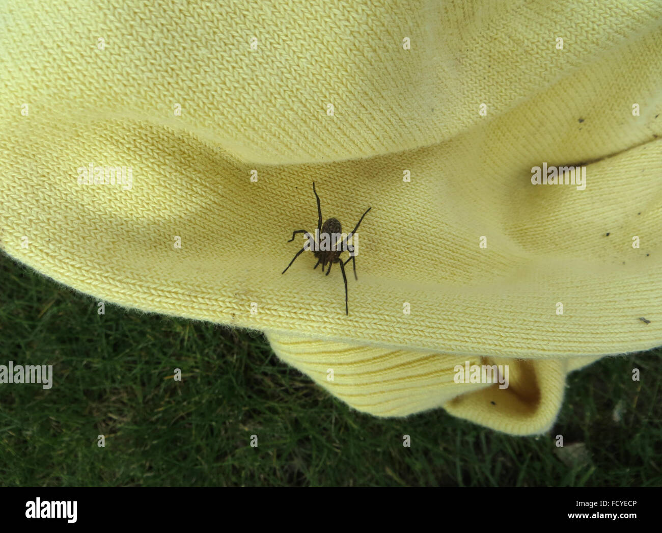 Domestic house spider (Tegenaria duellica) on a yellow knitted cardigan, on a lawn Stock Photo