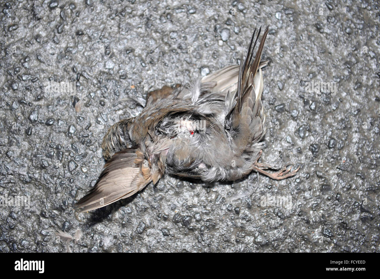 A dead sparrow lying on the road. Stock Photo
