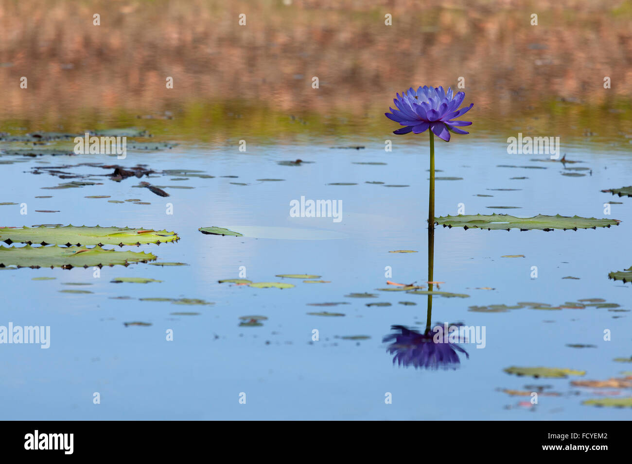 Blue lily flower hi-res stock photography and images - Alamy