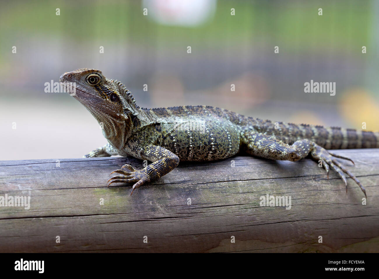 Eastern water dragon queensland hires stock photography and images Alamy