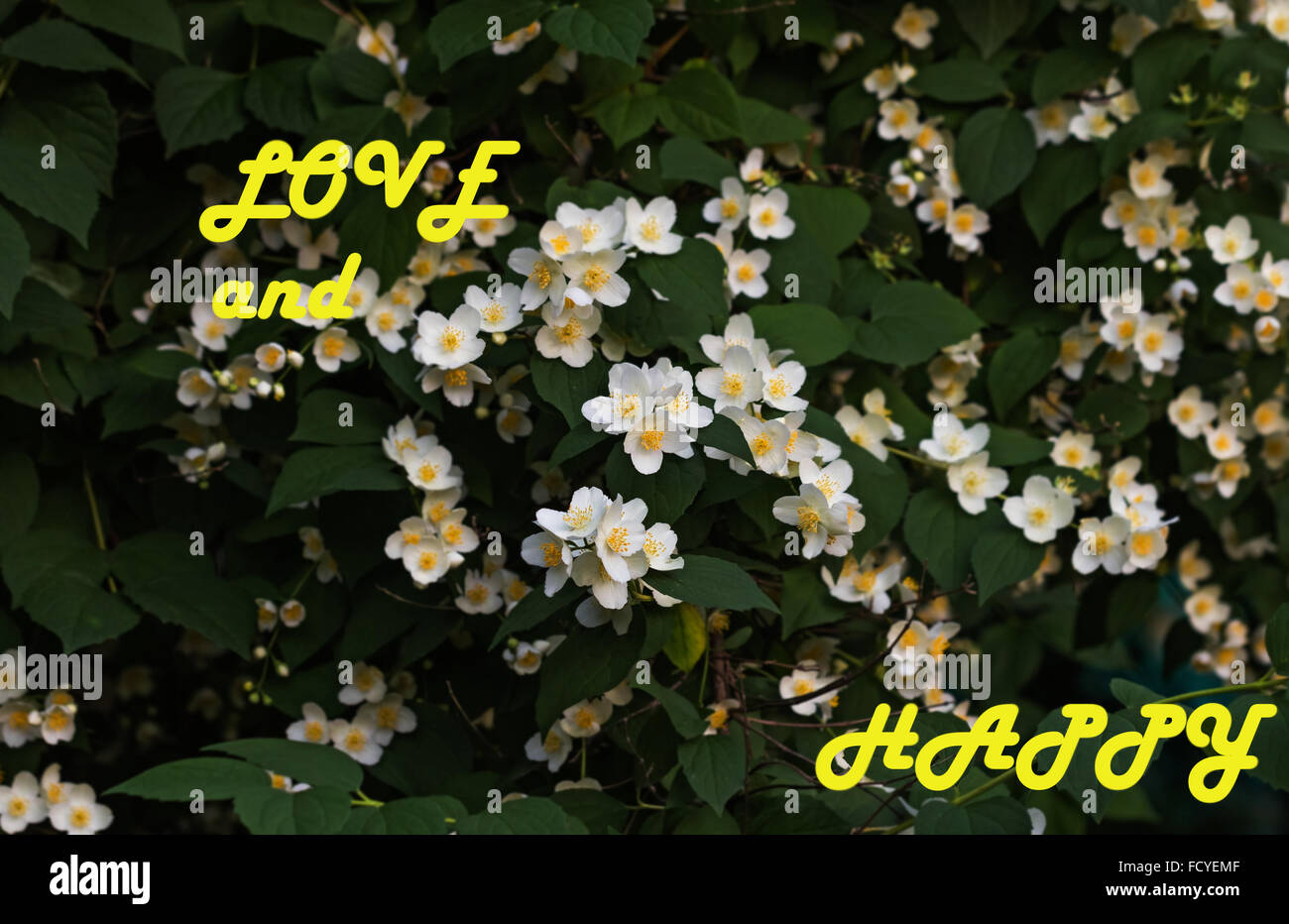 Flowers blooming on branches of jasmine and words about love and happiness Stock Photo