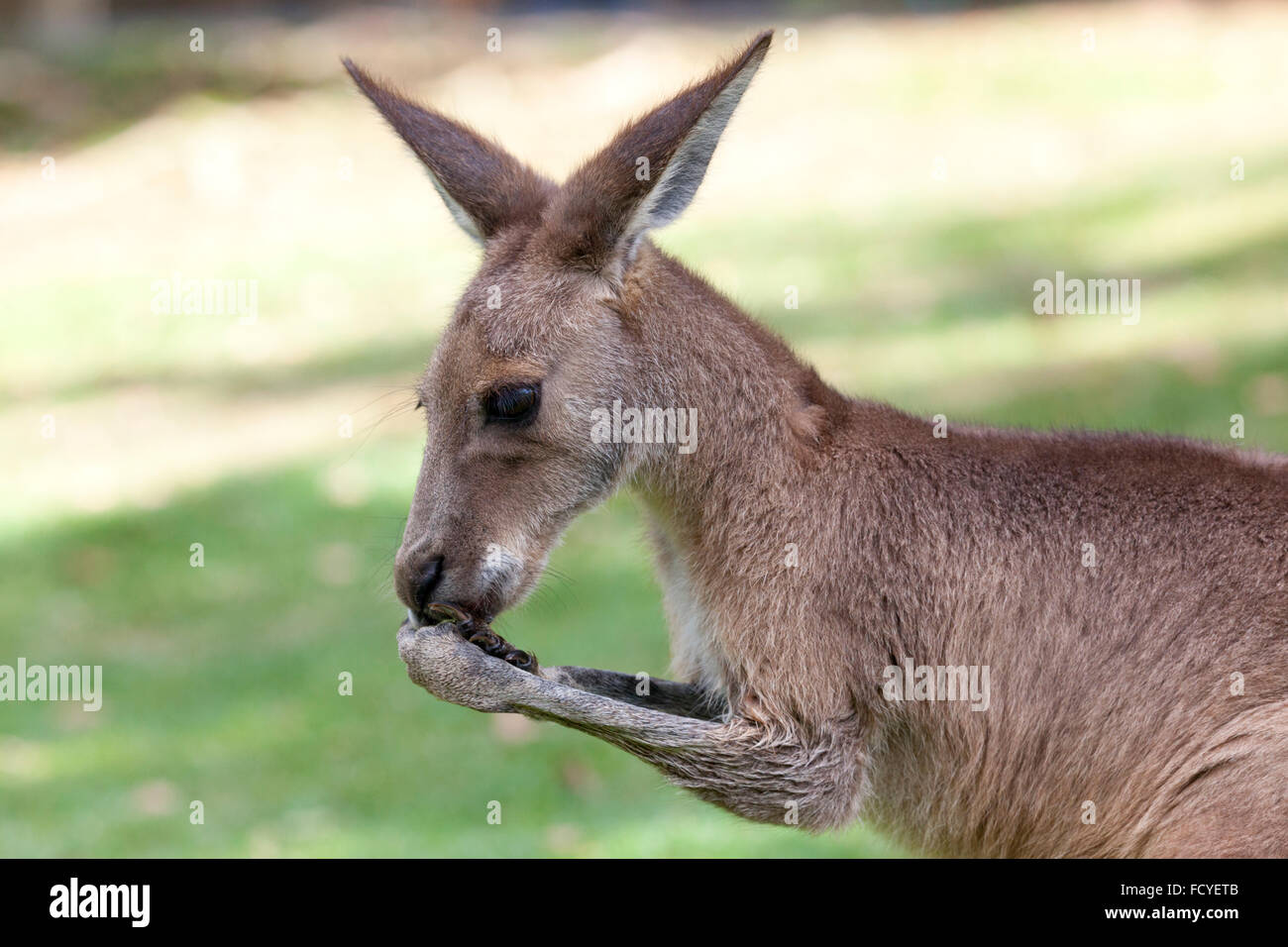 Portrait of an eating red Kangaroo in Queensland, Australia Stock Photo