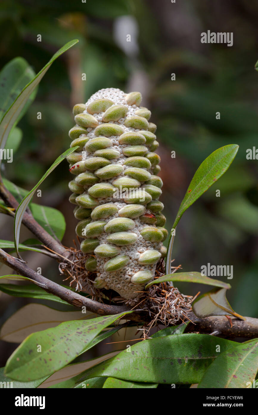 Banksia cone on a tree in New South Wales, Australia Stock Photo