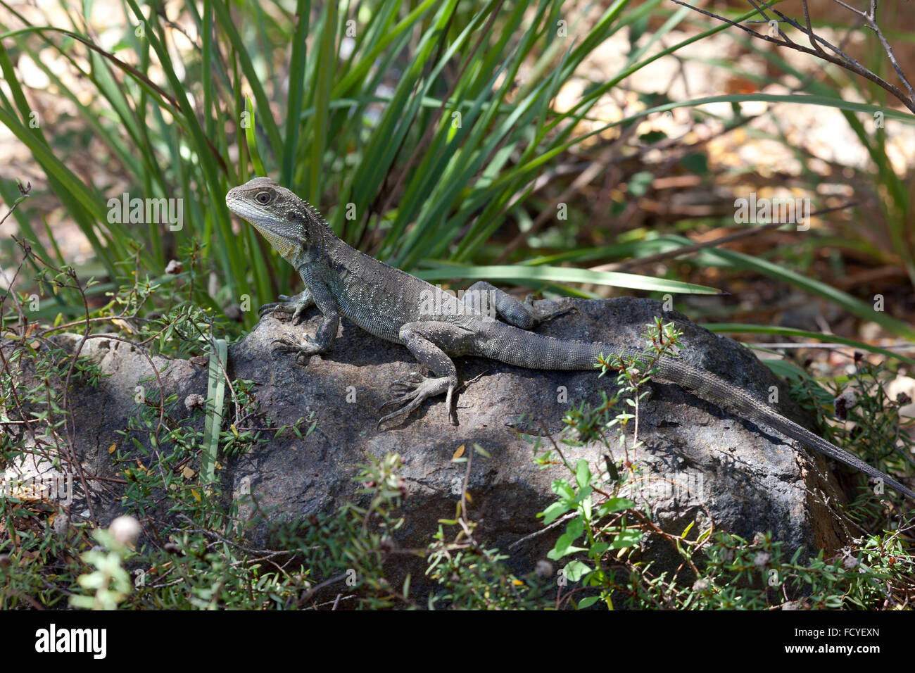 Eastern Water Dragon, Queensland, Australia Stock Photo Alamy