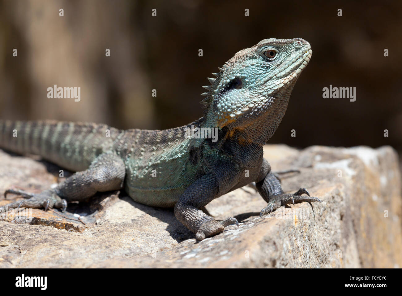 Eastern Water Dragon, Queensland, Australia Stock Photo Alamy
