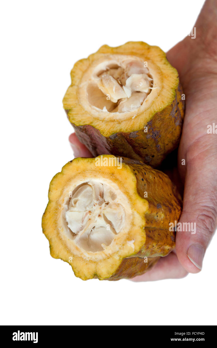 Hand holding ripe half cocoa pods on white background Stock Photo