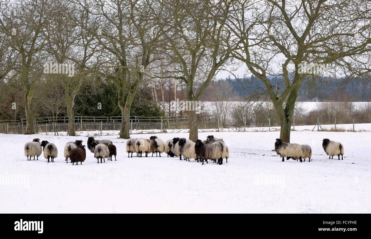 Sheep graze in a snowy garden in winter. Stock Photo