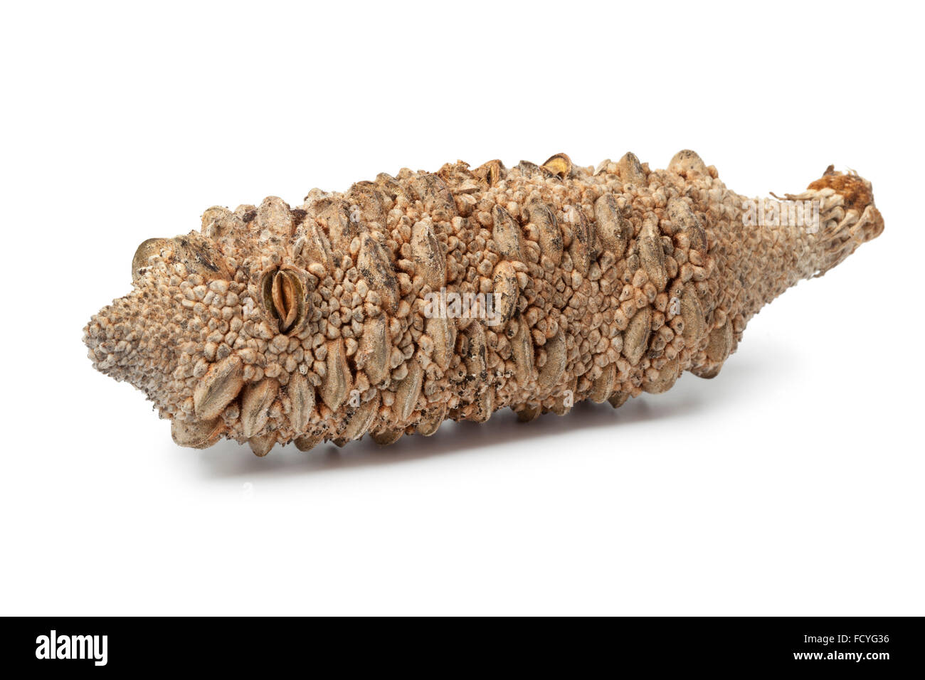 Australian Banksia pod on white background Stock Photo